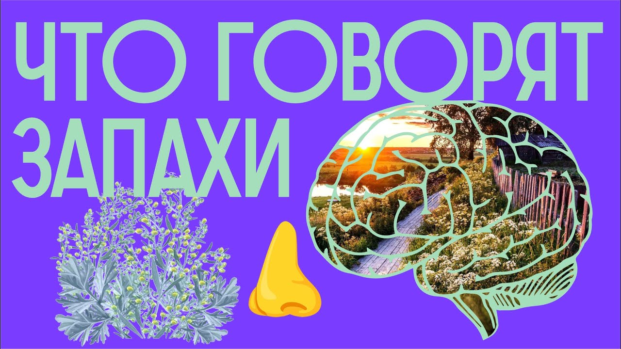 Кадр из видео: Почему яйцеклетка пахнет ландышем? Приятные и неприятные запахи